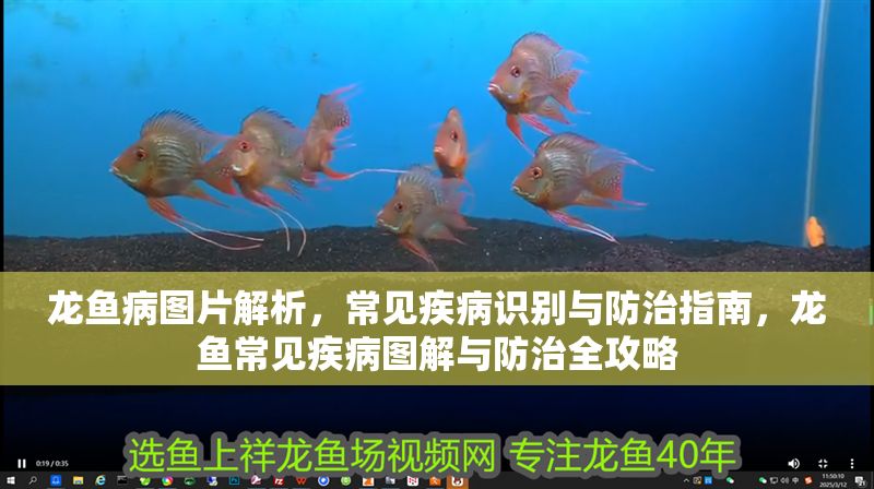 龍魚病圖片解析，常見疾病識別與防治指南，龍魚常見疾病圖解與防治全攻略 龍魚病圖片解析，常見疾病識別與防治指南，龍魚常見疾病圖解與防治全攻略 龍魚常見疾病 第1張