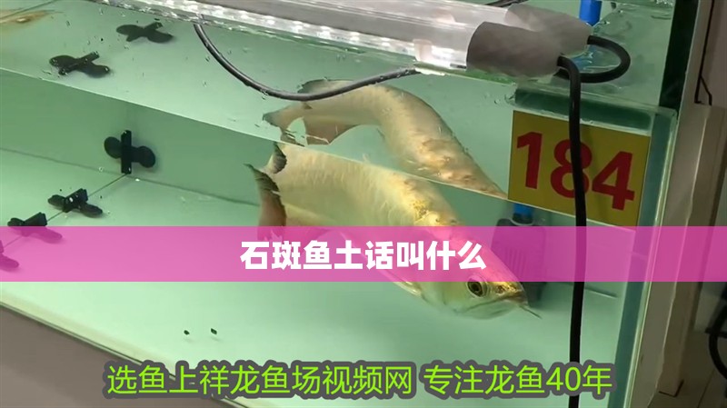 石斑魚土話叫什么