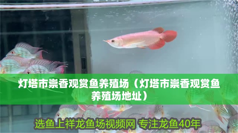 燈塔市崇香觀賞魚養殖場（燈塔市崇香觀賞魚養殖場地址）