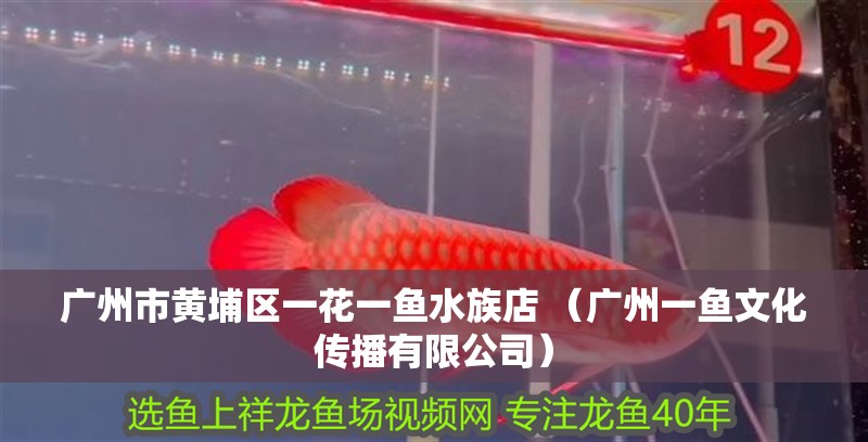 廣州市黃埔區一花一魚水族店 （廣州一魚文化傳播有限公司）