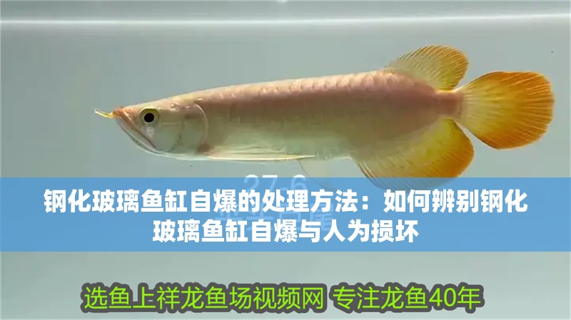魚缸用增氧泵價格是多少:魚缸增氧機-xtrac增氧機-xtrac增氧機 鋼化玻璃魚缸自爆的處理方法:如何辨別鋼化玻璃魚缸自爆與人為損壞 魚缸百科 鋼化玻璃魚缸自爆的處理方法:如何辨別鋼化玻璃魚缸自爆與人為損壞 鋼化玻璃魚缸自爆的處理方法:如何辨別鋼化玻璃魚缸自爆與人為損壞 魚缸百科