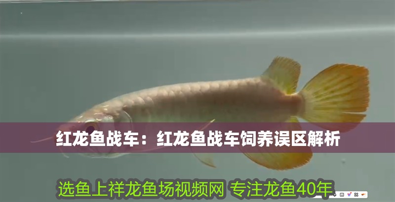 紅龍魚戰車：紅龍魚戰車飼養誤區解析