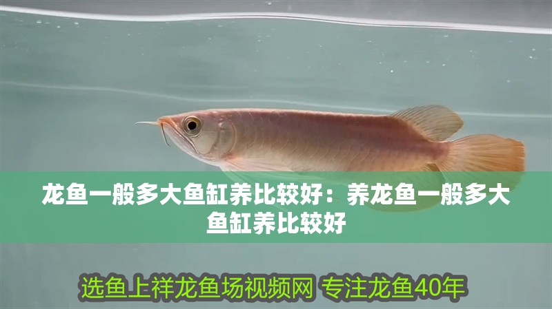 龍魚一般多大魚缸養比較好：養龍魚一般多大魚缸養比較好