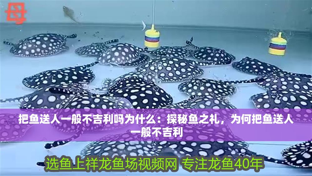 把魚送人一般不吉利嗎為什么：探秘魚之禮，為何把魚送人一般不吉利