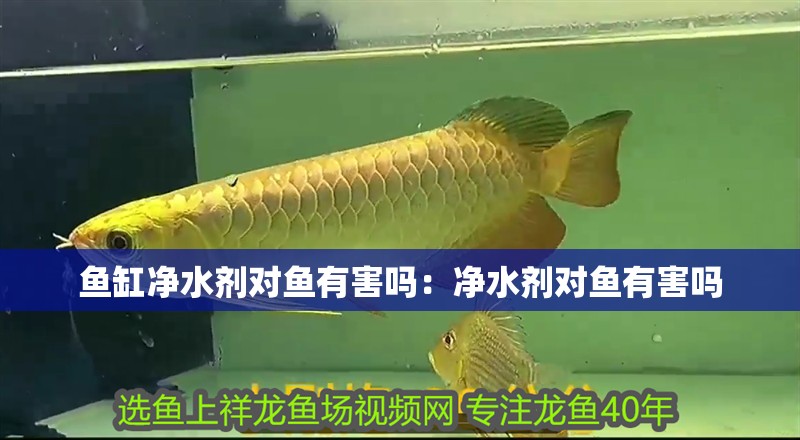 魚缸凈水劑對魚有害嗎：凈水劑對魚有害嗎