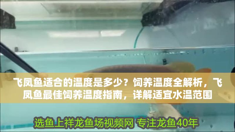 飛鳳魚適合的溫度是多少？飼養溫度全解析，飛鳳魚最佳飼養溫度指南，詳解適宜水溫范圍