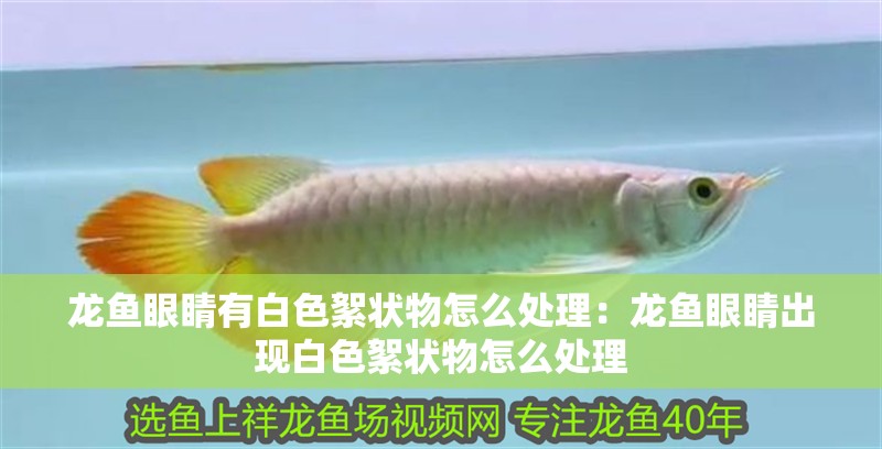 龍魚眼睛有白色絮狀物怎么處理：龍魚眼睛出現(xiàn)白色絮狀物怎么處理
