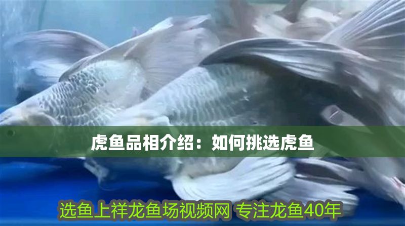 虎魚品相介紹：如何挑選虎魚