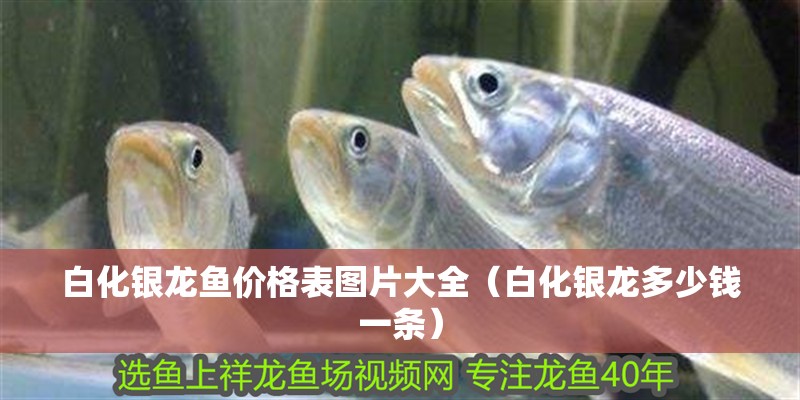 魚缸過濾器選購指南:自制魚缸過濾器魚缸上置過濾器對于養魚愛好者的必備知識 白化銀龍魚價格表圖片大全(白化銀龍多少錢一條) 銀龍魚百科 白化銀龍魚價格表圖片大全(白化銀龍多少錢一條) 白化銀龍魚價格表圖片大全(白化銀龍多少錢一條) 銀龍魚百科