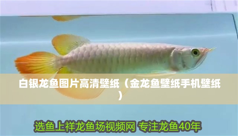 白銀龍魚圖片高清壁紙（金龍魚壁紙手機壁紙）