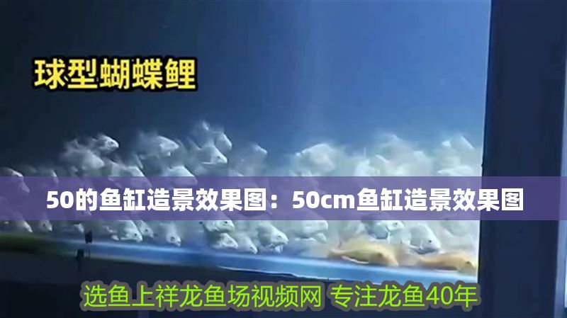50的魚缸造景效果圖：50cm魚缸造景效果圖