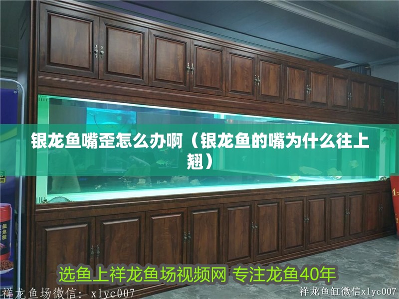 銀龍魚嘴歪怎么辦?。ㄣy龍魚的嘴為什么往上翹）