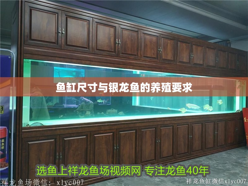 魚缸尺寸與銀龍魚的養(yǎng)殖要求