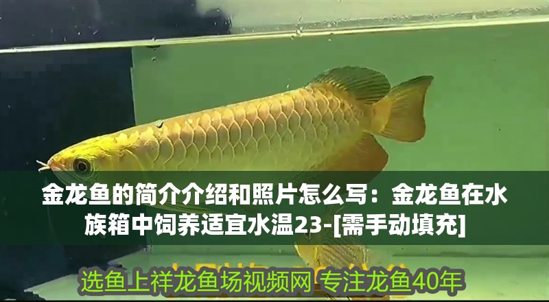金龍魚的簡介介紹和照片怎么寫：金龍魚在水族箱中飼養適宜水溫23-[需手動填充]