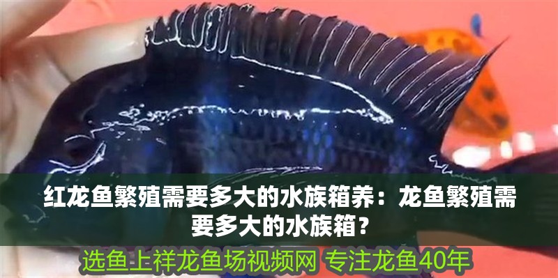 紅龍魚繁殖需要多大的水族箱養：龍魚繁殖需要多大的水族箱？
