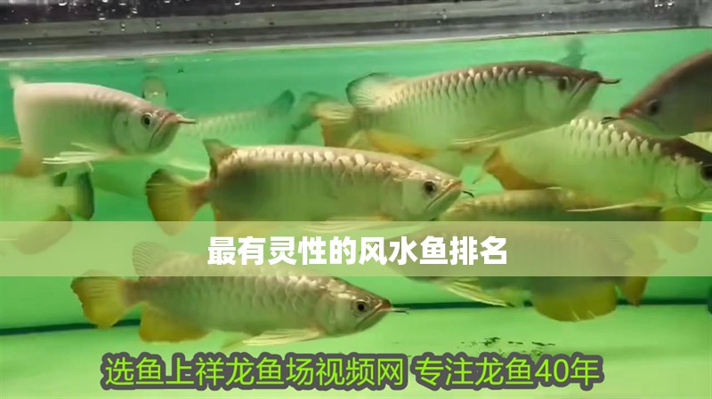 最有靈性的風(fēng)水魚排名