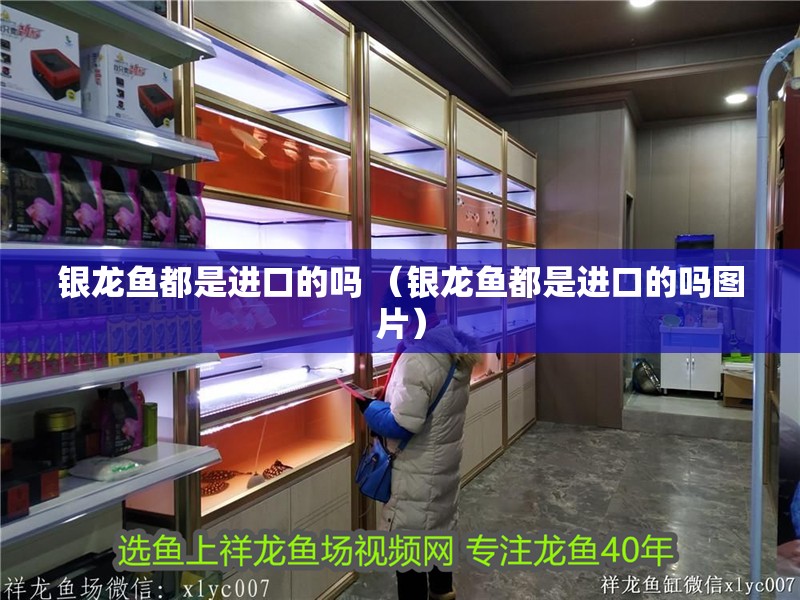 銀龍魚都是進(jìn)口的嗎 （銀龍魚都是進(jìn)口的嗎圖片）