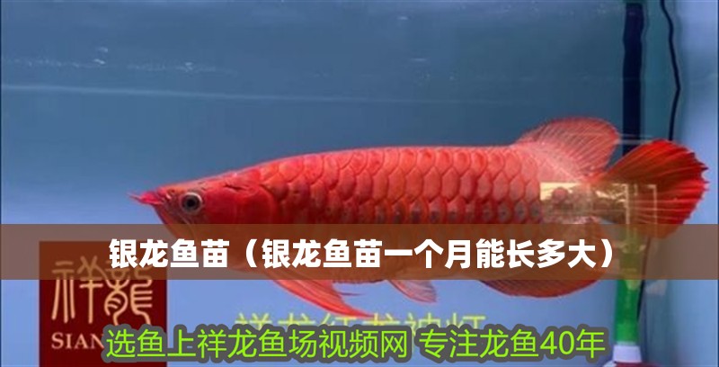 銀龍魚苗（銀龍魚苗一個月能長多大）