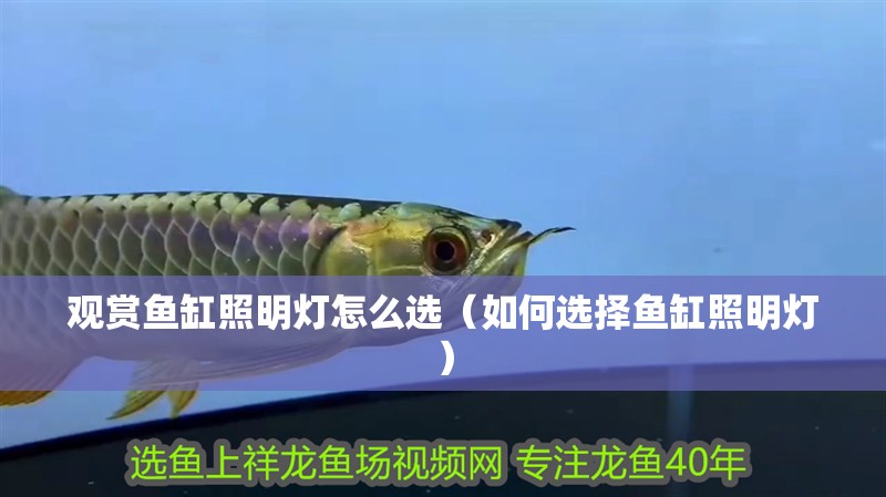 觀賞魚(yú)缸照明燈怎么選（如何選擇魚(yú)缸照明燈）