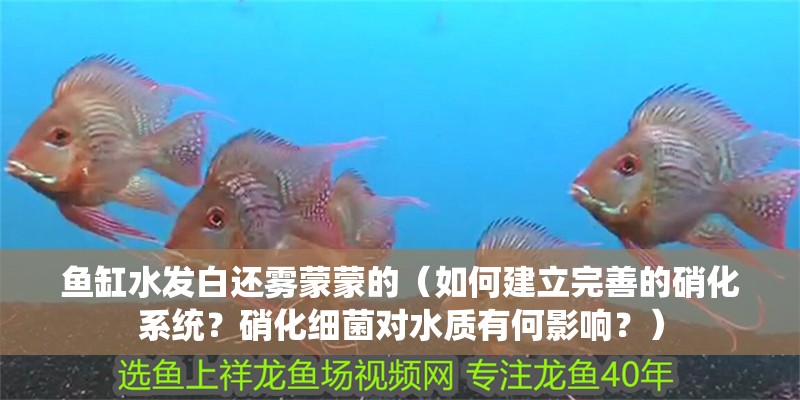 魚缸水發白還霧蒙蒙的（如何建立完善的硝化系統？硝化細菌對水質有何影響？）