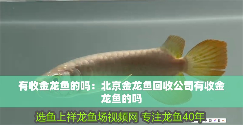 有收金龍魚的嗎：北京金龍魚回收公司有收金龍魚的嗎