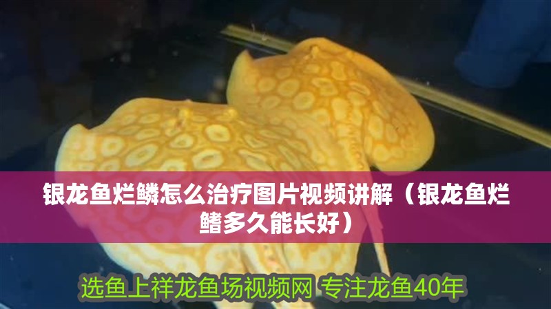 銀龍魚爛鱗怎么治療圖片視頻講解（銀龍魚爛鰭多久能長好） 銀龍魚爛鱗怎么治療圖片視頻講解（銀龍魚爛鰭多久能長好） 銀龍魚百科