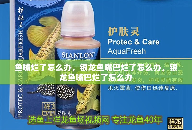 魚嘴爛了怎么辦，銀龍魚嘴巴爛了怎么辦，銀龍魚嘴巴爛了怎么辦