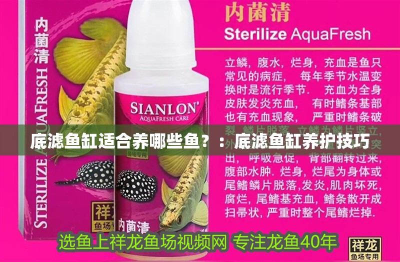 底濾魚缸適合養哪些魚？：底濾魚缸養護技巧