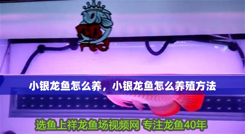 小銀龍魚怎么養(yǎng)，小銀龍魚怎么養(yǎng)殖方法