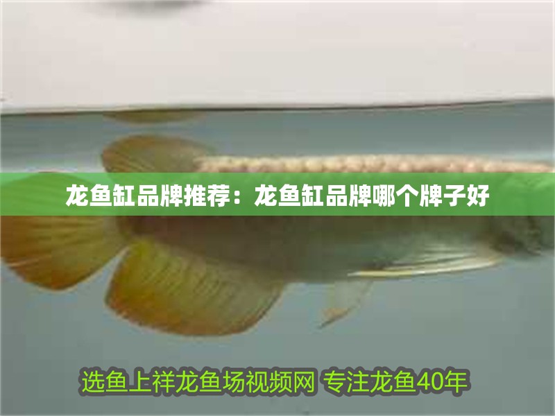龍魚缸品牌推薦：龍魚缸品牌哪個牌子好