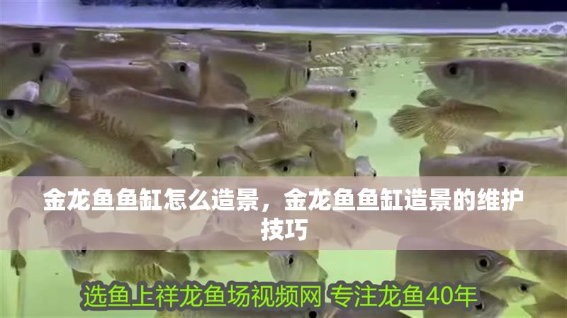 金龍魚魚缸怎么造景，金龍魚魚缸造景的維護技巧