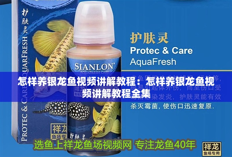 怎樣養銀龍魚視頻講解教程：怎樣養銀龍魚視頻講解教程全集