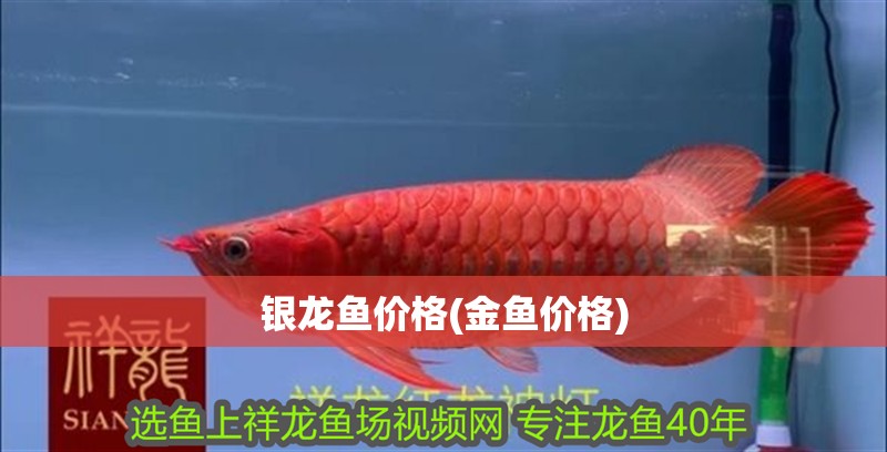 銀龍魚價格(金魚價格)