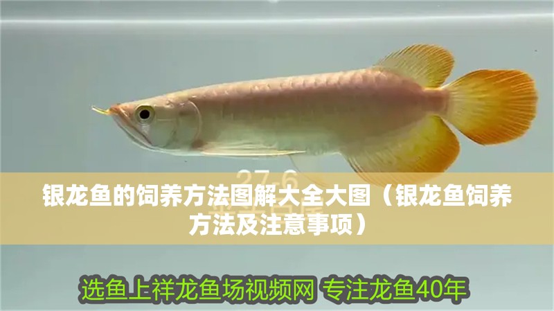 銀龍魚的飼養(yǎng)方法圖解大全大圖（銀龍魚飼養(yǎng)方法及注意事項(xiàng)）