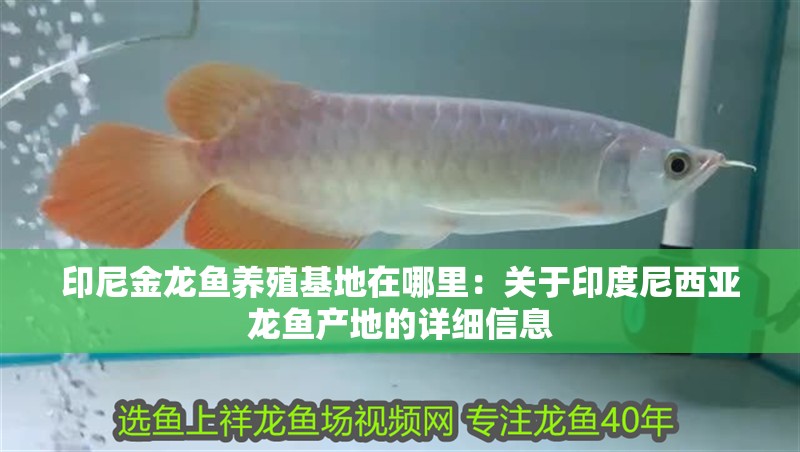 印尼金龍魚養殖基地在哪里：關于印度尼西亞龍魚產地的詳細信息