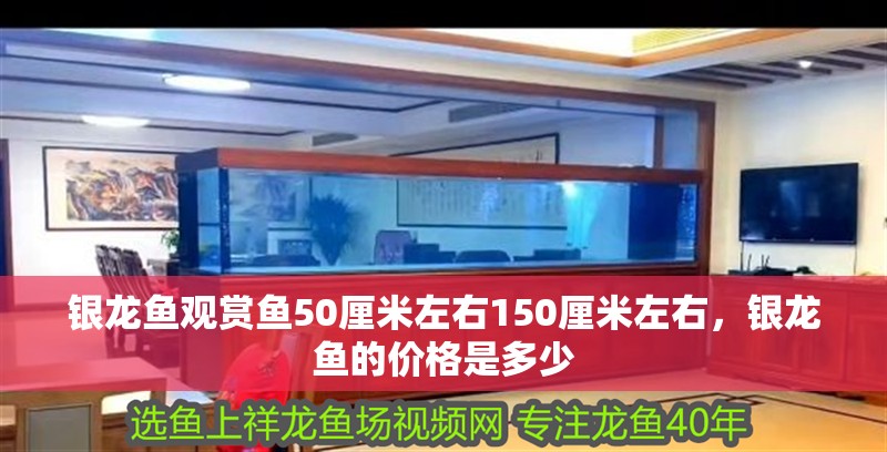 銀龍魚(yú)觀賞魚(yú)50厘米左右150厘米左右，銀龍魚(yú)的價(jià)格是多少