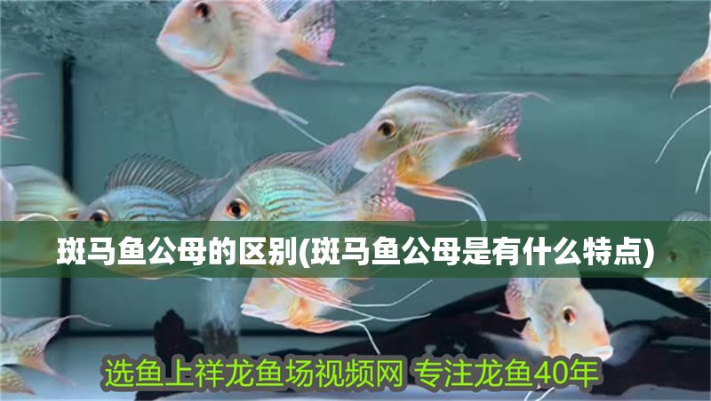 斑馬魚公母的區別(斑馬魚公母是有什么特點)