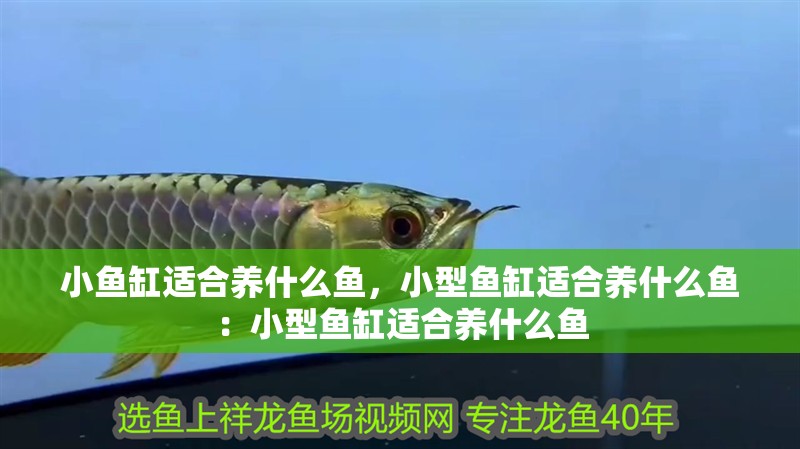 小魚缸適合養什么魚，小型魚缸適合養什么魚：小型魚缸適合養什么魚