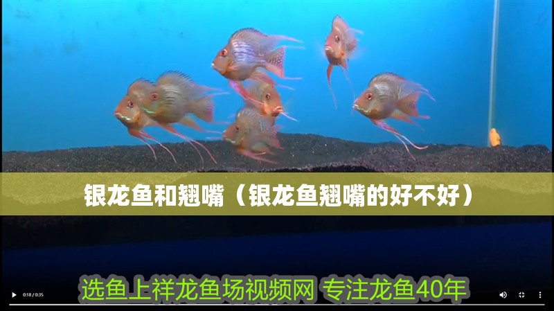 銀龍魚和翹嘴（銀龍魚翹嘴的好不好）