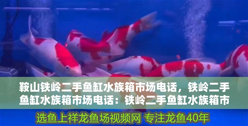 鞍山鐵嶺二手魚缸水族箱市場電話，鐵嶺二手魚缸水族箱市場電話：鐵嶺二手魚缸水族箱市場怎么找