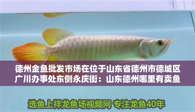 德州金魚批發市場在位于山東省德州市德城區廣川辦事處東側永慶街：山東德州哪里有賣魚缸的市場