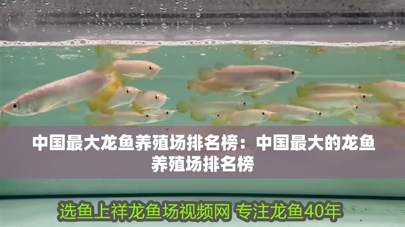 中國最大龍魚養(yǎng)殖場排名榜：中國最大的龍魚養(yǎng)殖場排名榜
