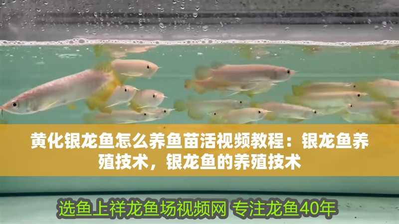 黃化銀龍魚怎么養魚苗活視頻教程：銀龍魚養殖技術，銀龍魚的養殖技術