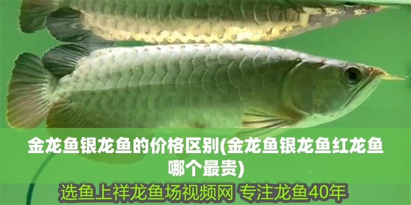 金龍魚銀龍魚的價格區別(金龍魚銀龍魚紅龍魚哪個最貴)