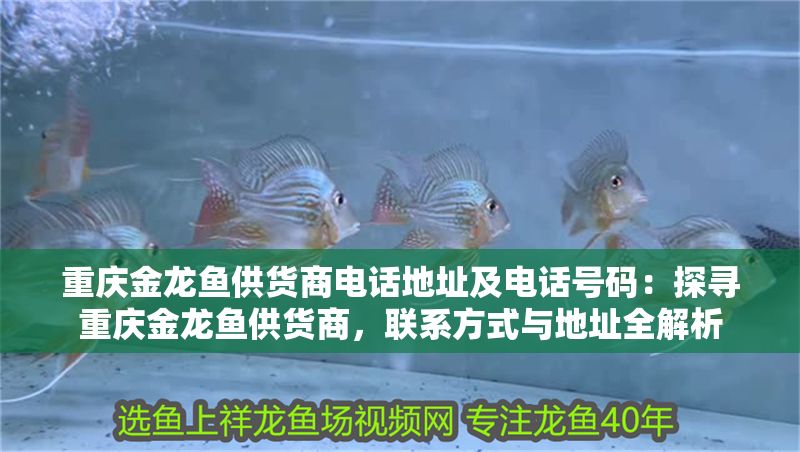 重慶金龍魚供貨商電話地址及電話號碼：探尋重慶金龍魚供貨商，聯系方式與地址全解析