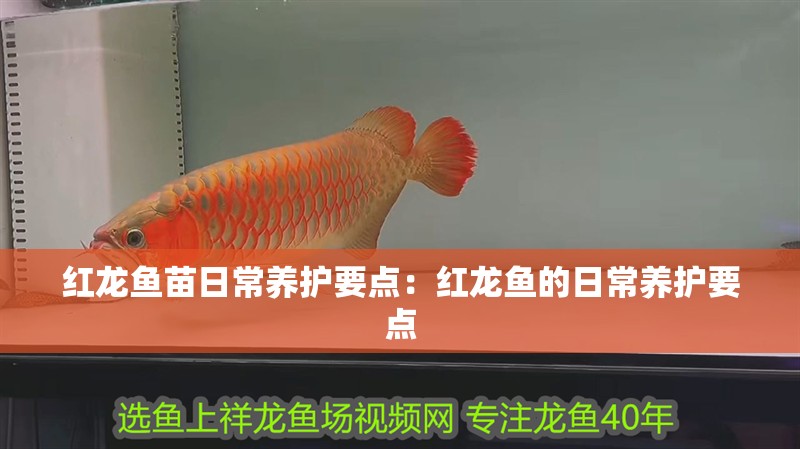 紅龍魚苗日常養(yǎng)護(hù)要點：紅龍魚的日常養(yǎng)護(hù)要點