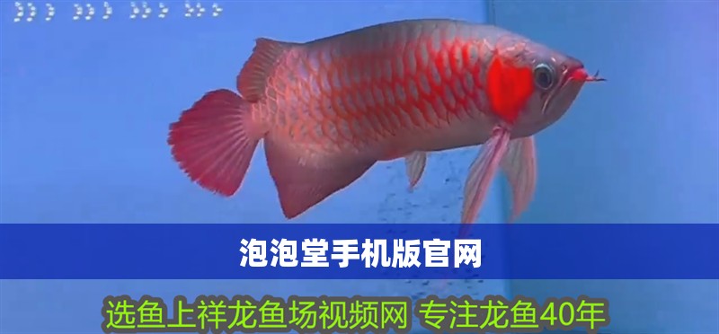 印尼虎魚多少溫度飼養(yǎng)最好:印尼虎魚多少溫度飼養(yǎng)最好印尼虎魚多少溫度飼養(yǎng)最好 泡泡堂手機版官網(wǎng) 龍魚論壇 泡泡堂手機版官網(wǎng) 泡泡堂手機版官網(wǎng) 龍魚論壇
