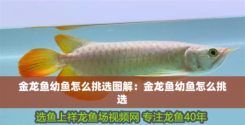 金龍魚幼魚怎么挑選圖解：金龍魚幼魚怎么挑選