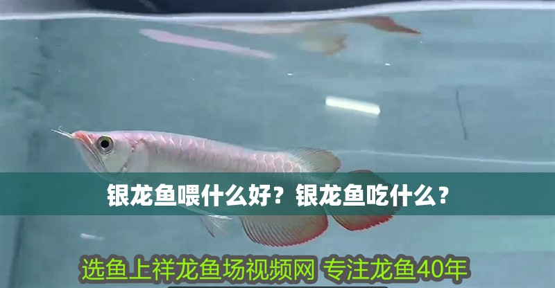 銀龍魚喂什么好？銀龍魚吃什么？