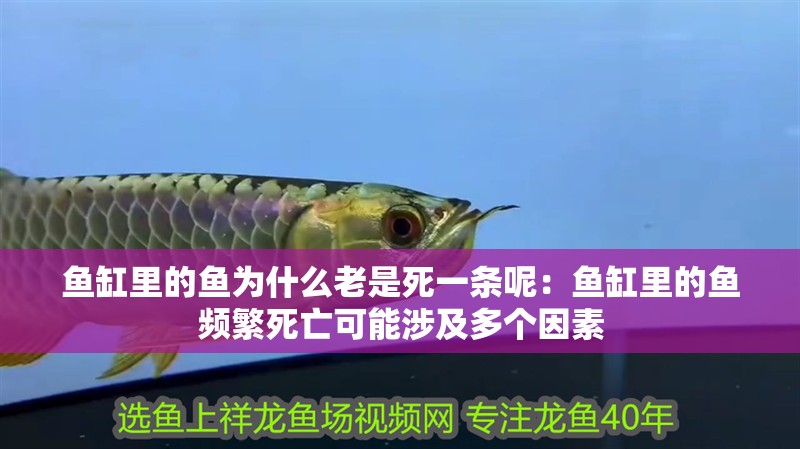 魚缸里的魚為什么老是死一條呢：魚缸里的魚頻繁死亡可能涉及多個(gè)因素